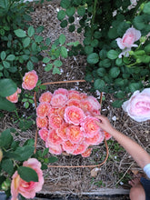 Load image into Gallery viewer, Rose Hydrosol Spray