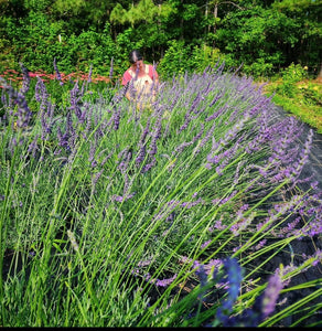 Lavender Hydrosol Spray