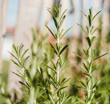 Load image into Gallery viewer, Rosemary Hair Oil