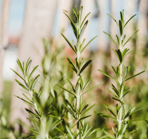 Rosemary Hair Oil